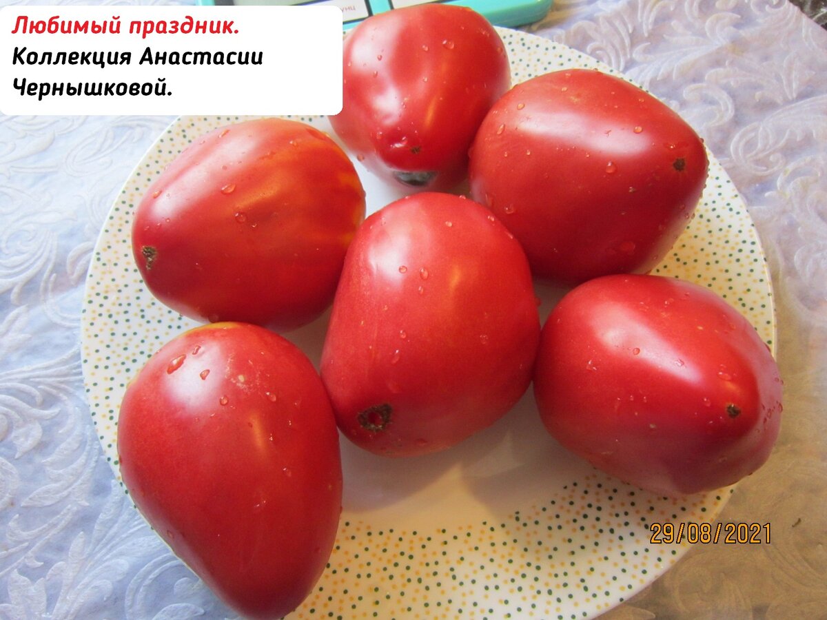 Сорт Сибирской селекции Любимый праздник.