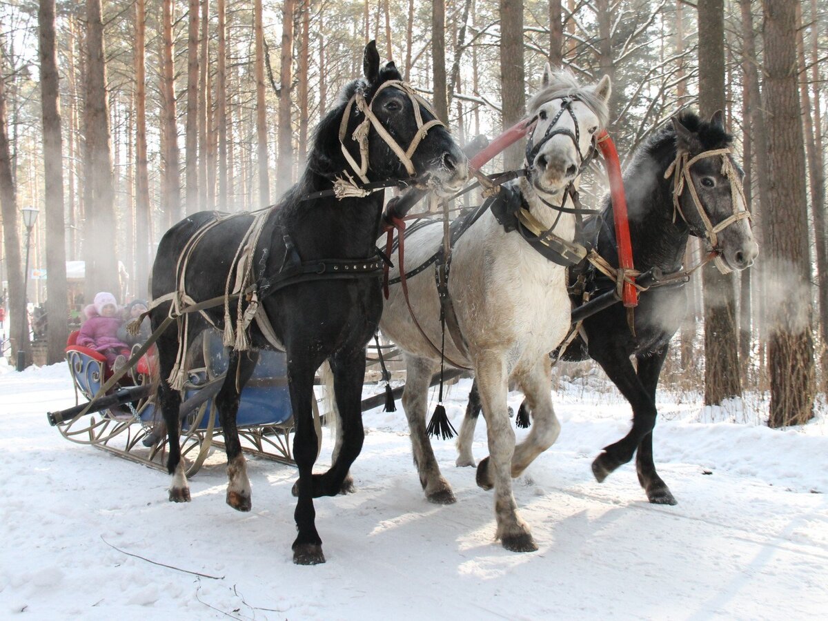 Тройка запряженных лошадей