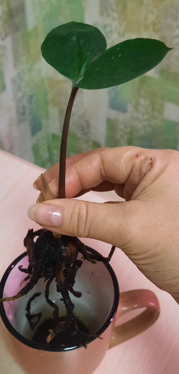 Отросток замиокулькаса