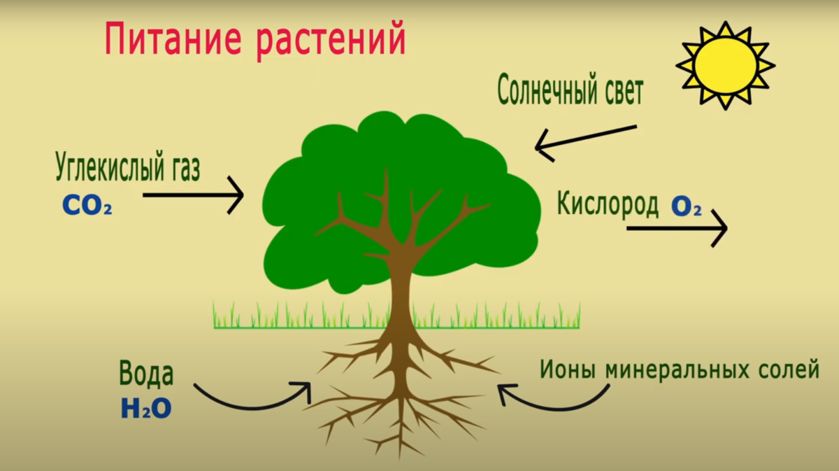 Фотосинтез видеоурок 10 класс