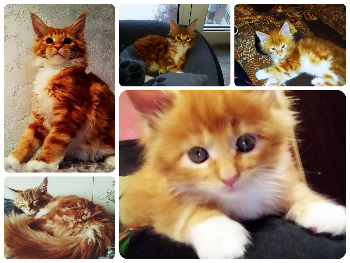 Мейн кун Степа.