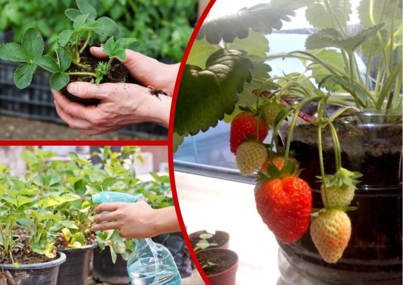 Клубника дома