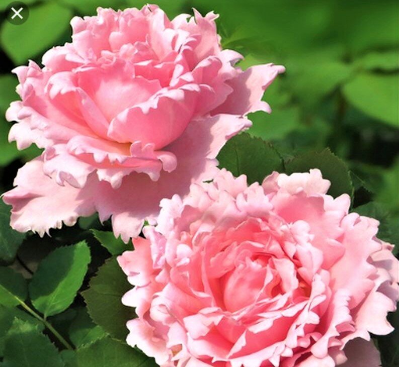  Великолепная ароматная Софи Роша. Фото с сайта: https://clck.ru/ar5JA.