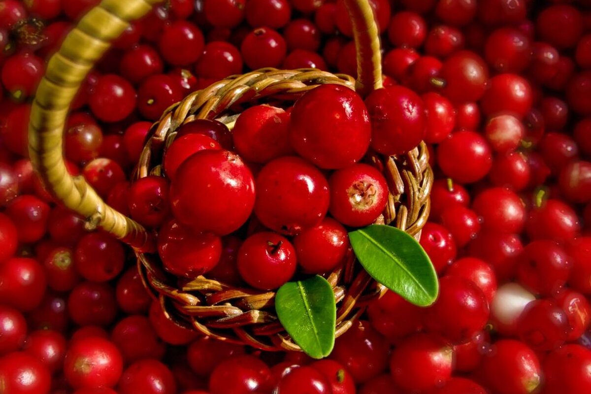 Клюква или брусника? Какая ягода полезнее для здоровья? | Fresh.ru домашние  рецепты | Дзен