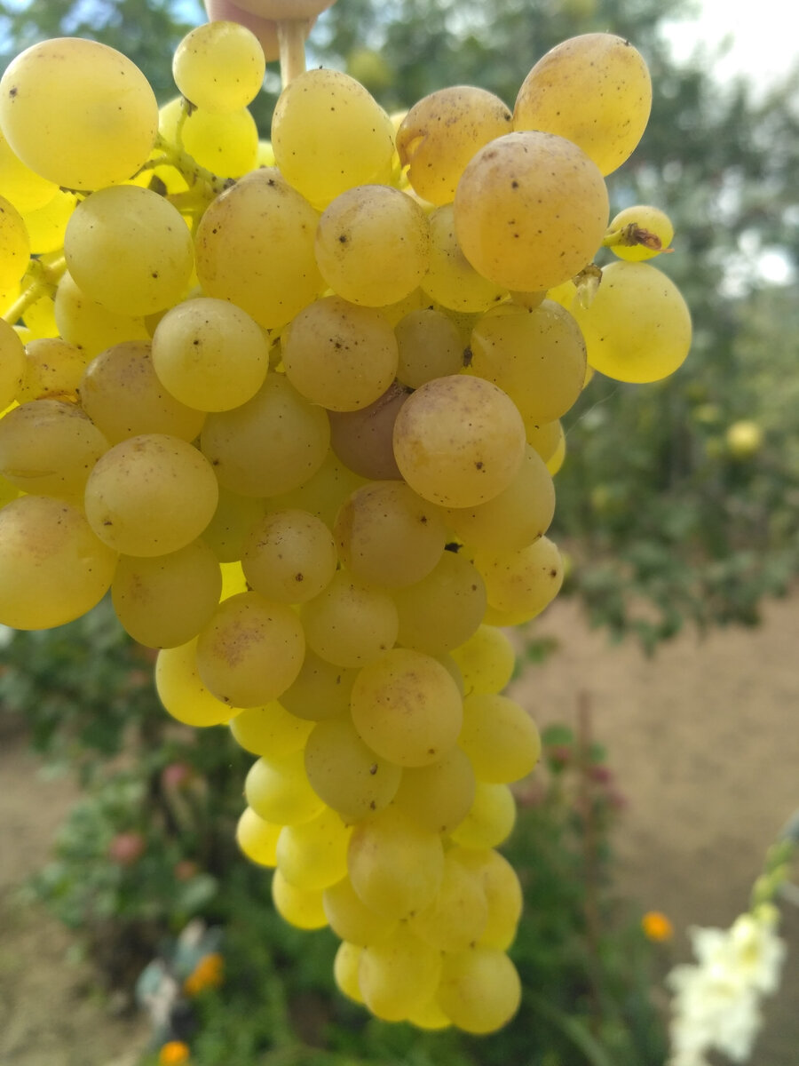 Сорт ГФ - 342, киш-миш, мелкий и очень сладкий.