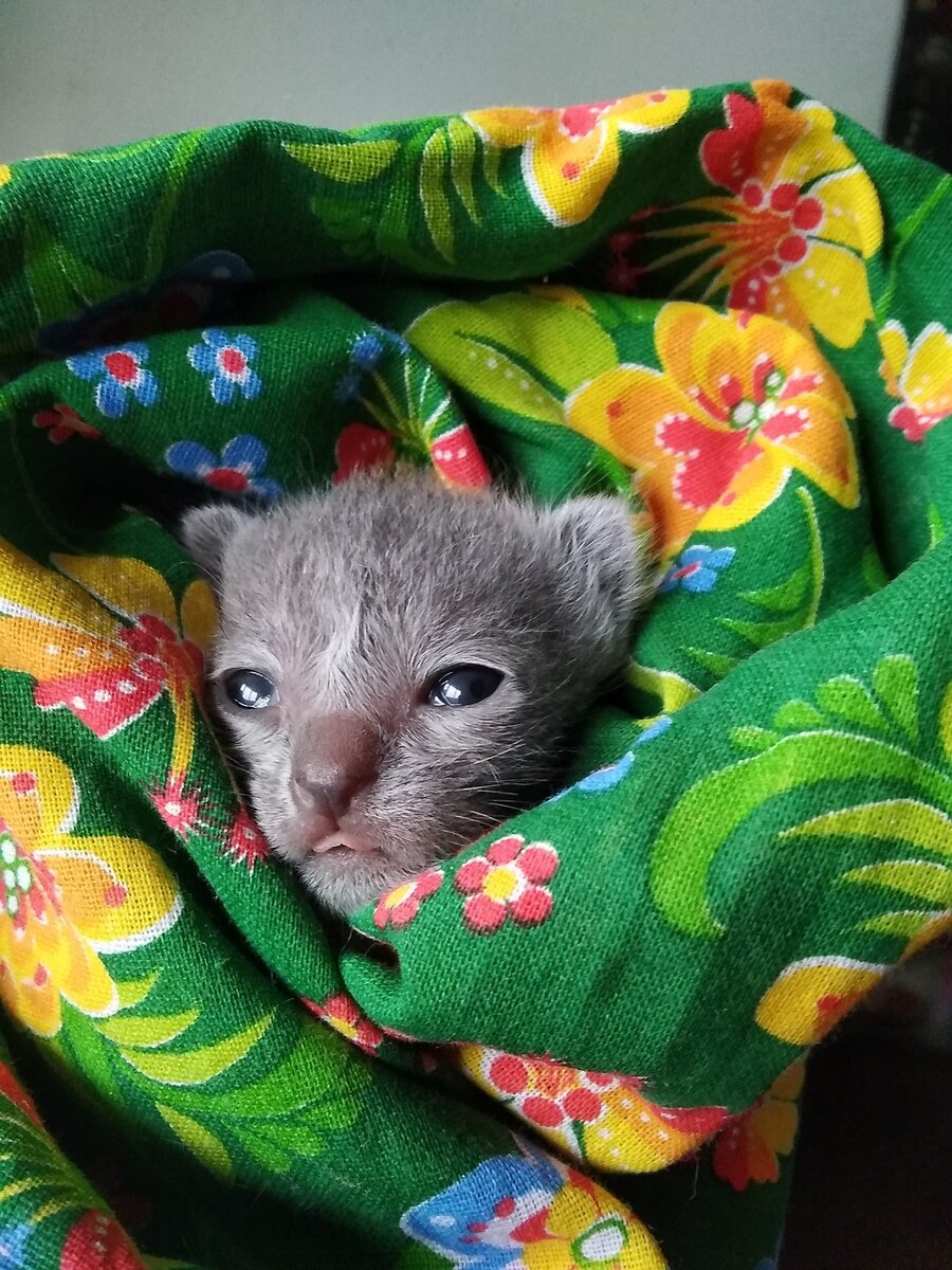 Инопланетянин Вжик