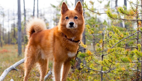 Финский шпиц: история, стандарты, характер, содержание