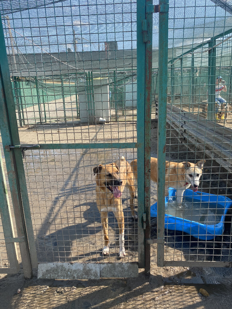 Тедди и Рунда. Рунда -нежная и контактная девочка, Тедди - до сих пор клацает зубами и не дает себя погладить. Но мы работаем над этим!