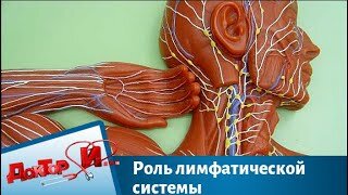 Роль лимфатической системы. Доктор И