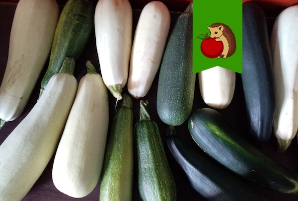 Почему кабачки вырастают горькими и как это предотвратить?0