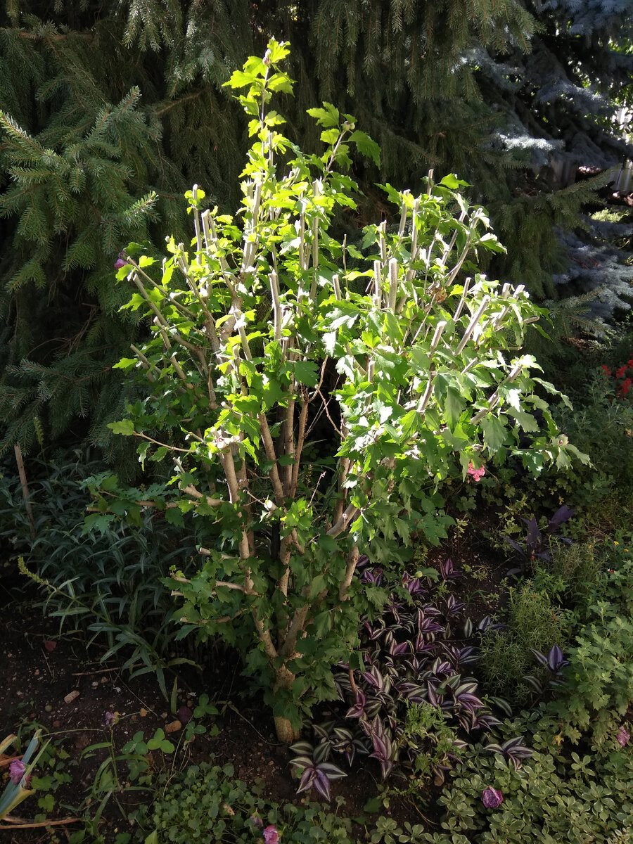 Жаль ,конечно ...... Но пришлось принять меры...