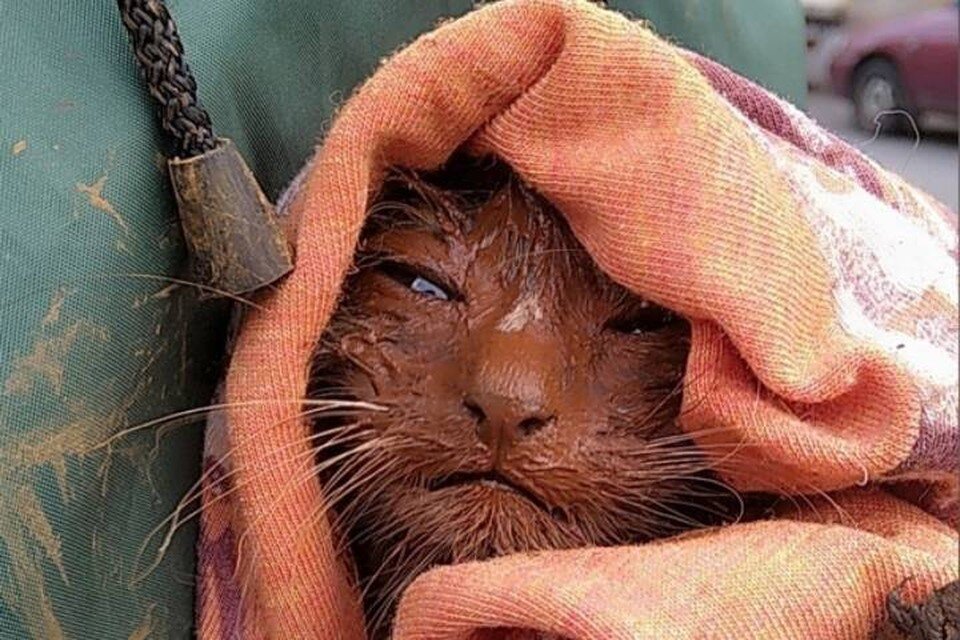     Крохотного котенка спасли из люка рядом с Невой в Петербурге / Фото: Кошкиспас