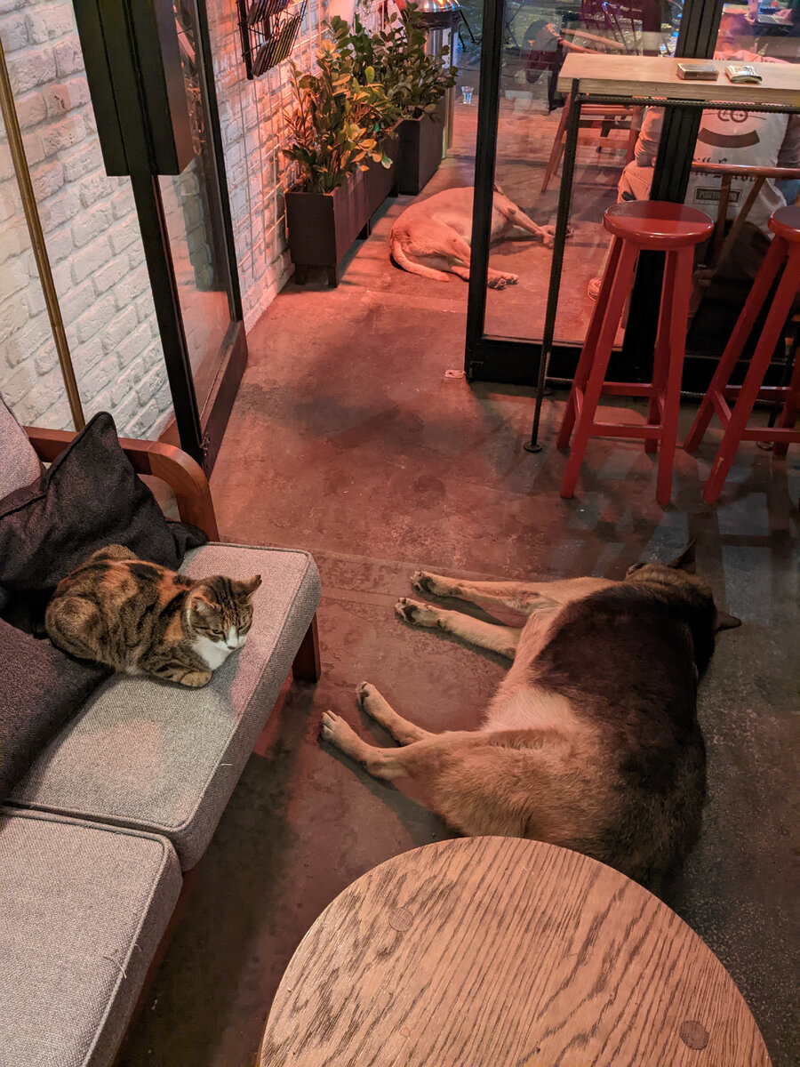 Животные повсюду.