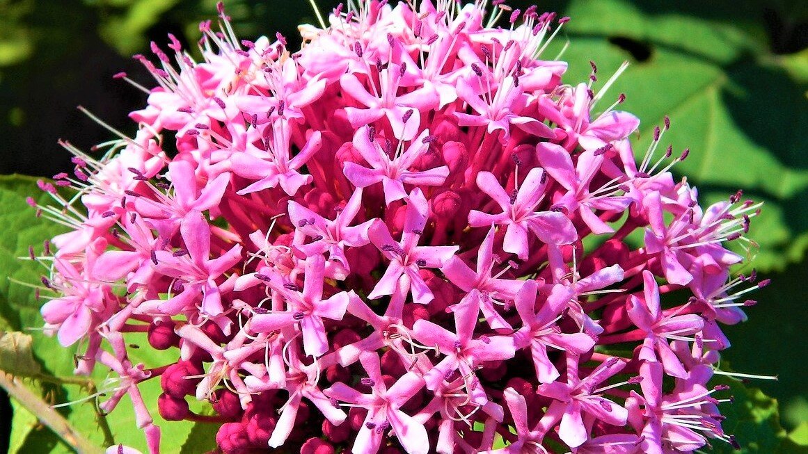 Листайте галерею для просмотра. Клеродендрон Бунге.