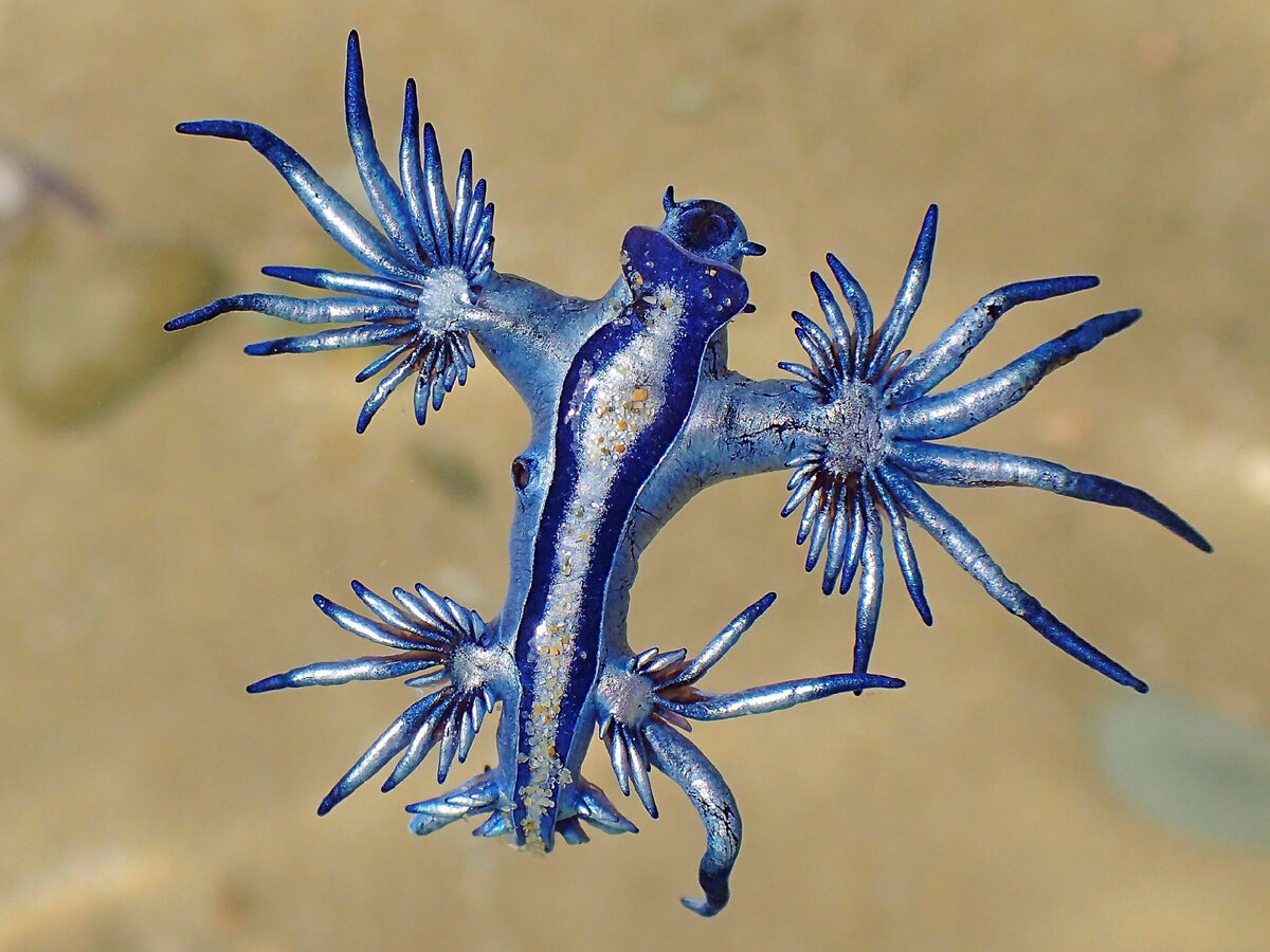 Glaucus atlanticus. Фото с сайта https://beedle.club/