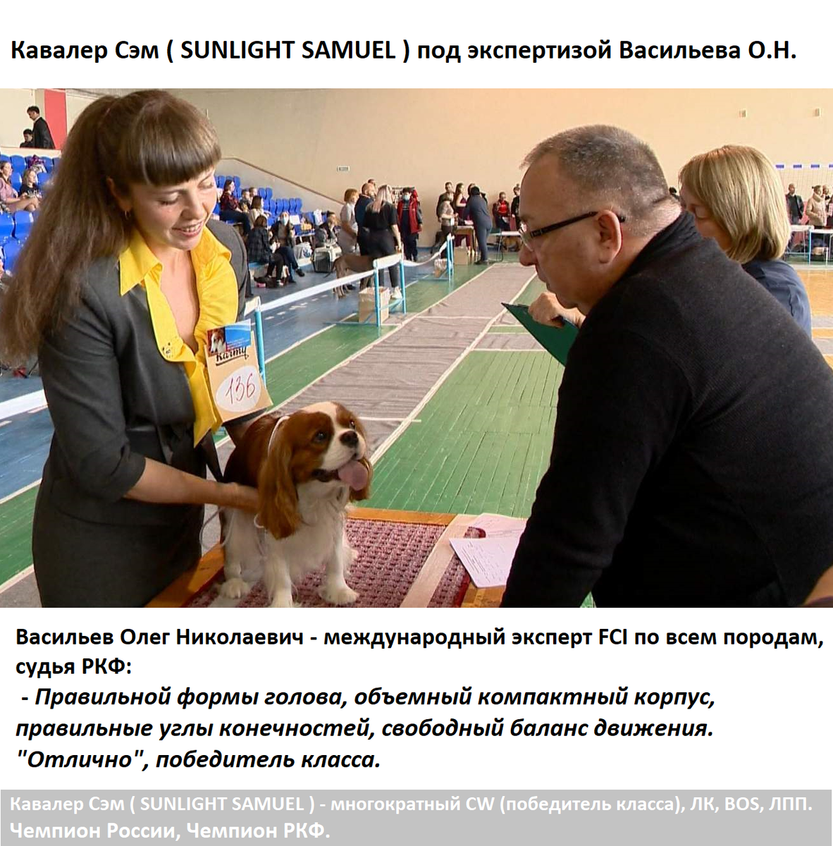 Кавалер Сэм под экспертизой Васильева О.Н., хэндлер Т.Кузнецова