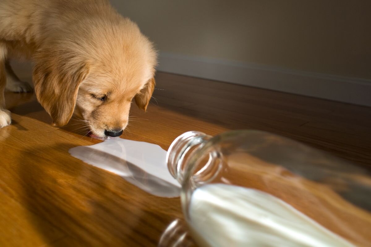 Можно ли собакам молоко и другие молочные продукты - ветклиника 
