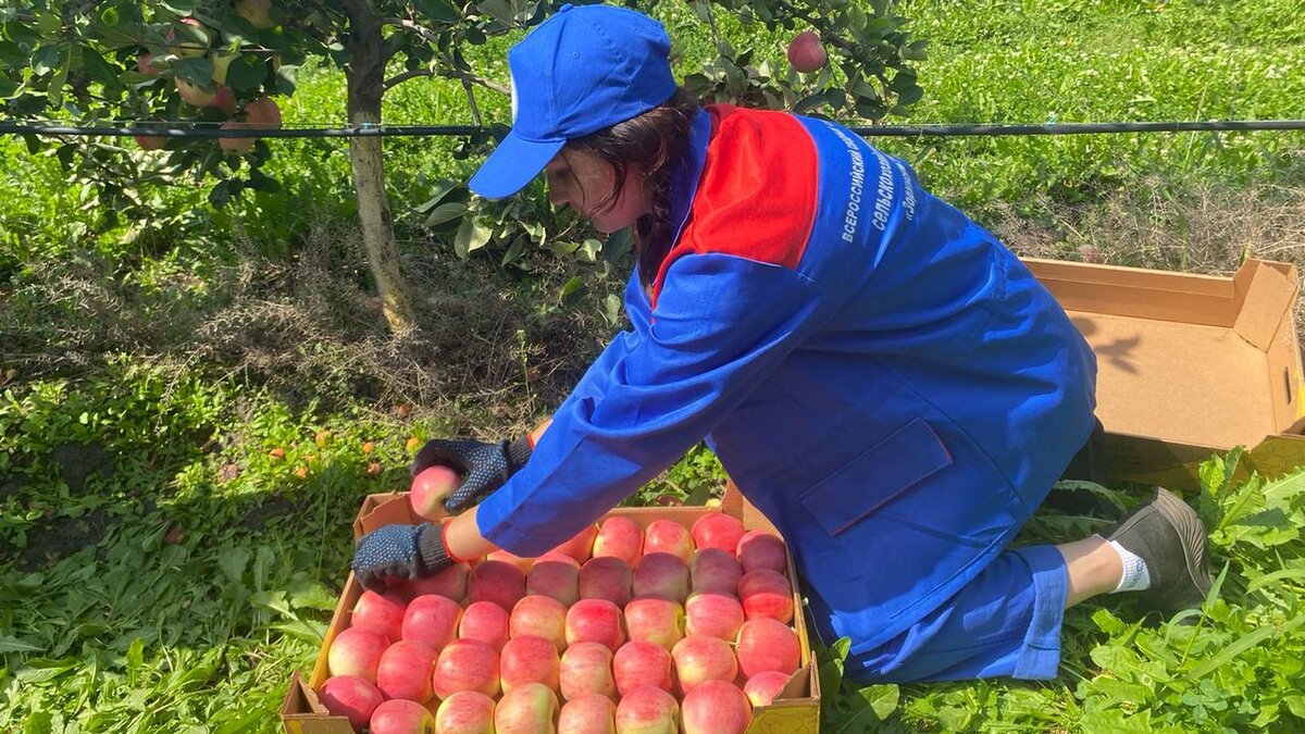    В Курской области участниками проекта "Зоринский сад - 2023" стали около 200 человек