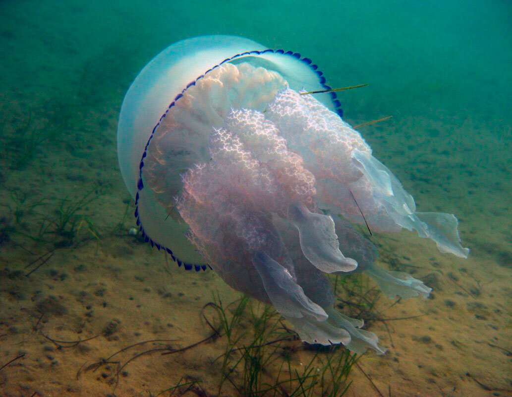 Чем опасны медузы. Медуза корнерот в черном море. Медуза корнерот в Азовском море. Корнерот медуза в черном море опасны. Медуза корнерот в Анапе.