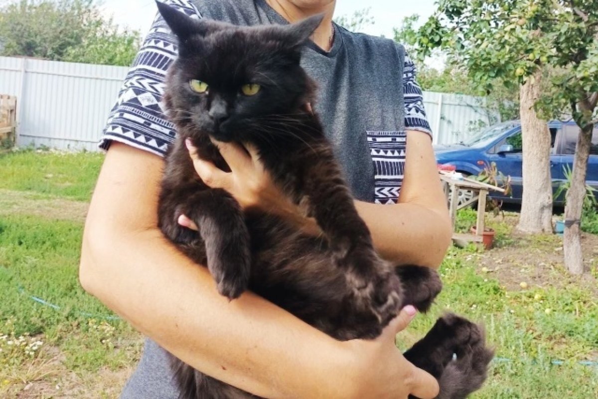    Один из подопечных Елены Чащиной - Люк, крупный и ласковый кот.