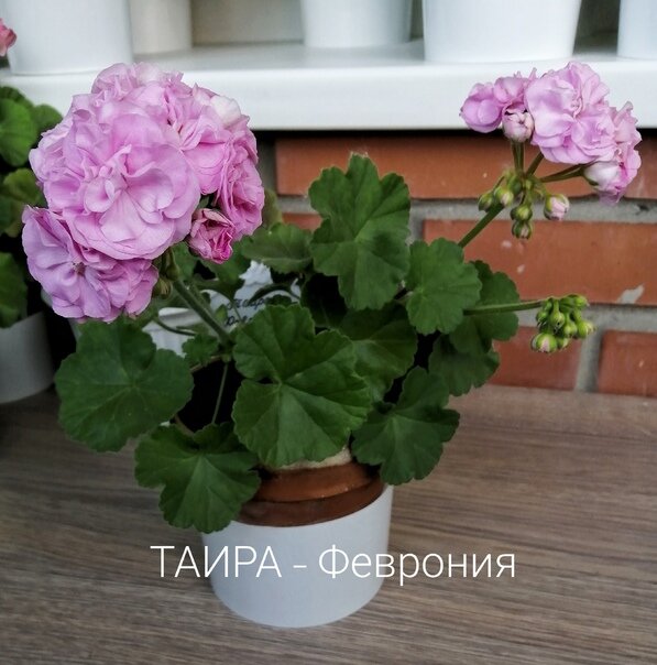 Пеларгония Таира