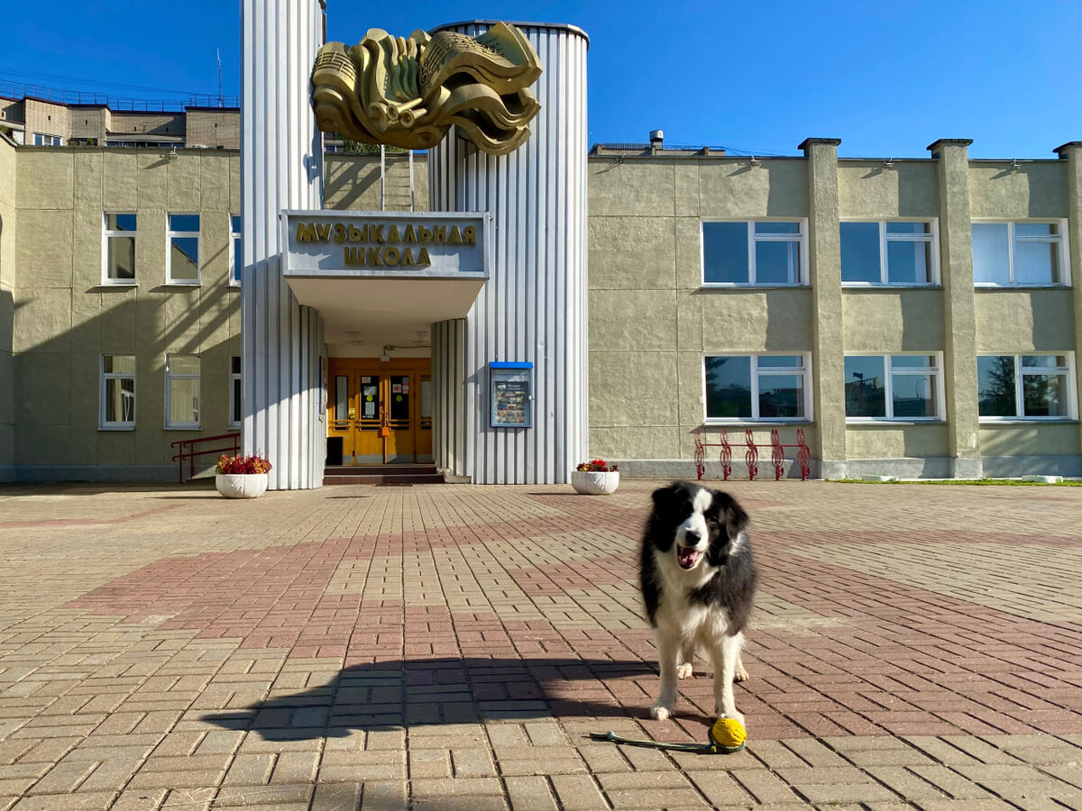 Поможет ли кастрация убрать агрессию у кобеля | По жизни с собакой | Дзен