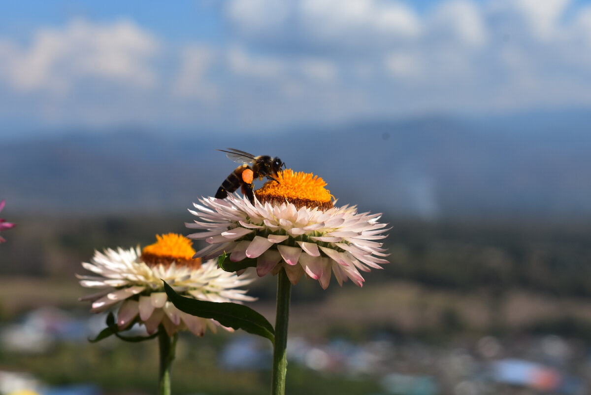 Пчёлы в Таиланде считаются хорошим знаком. Фото: Polina Kocheva on Unsplash 