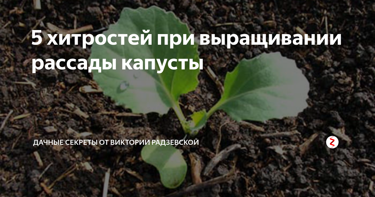 Посев капусты на рассаду в 2024 году. В лунку при посадке капусты. Что класть в лунку при посадке капусты в открытый грунт. Рассада капусты высадить в грунт. Как сажать капусту.