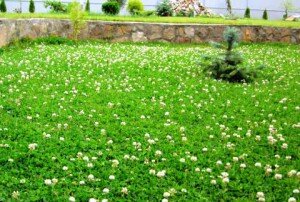 Для многих садоводов дополнительным преимуществом будет привлечение к участку пчел-медоносов, но опыляемость фруктовых деревьев имеет и недостаток – насекомые могут ужалить, если на них случайно наступить или потревожить. Другие недостатки: