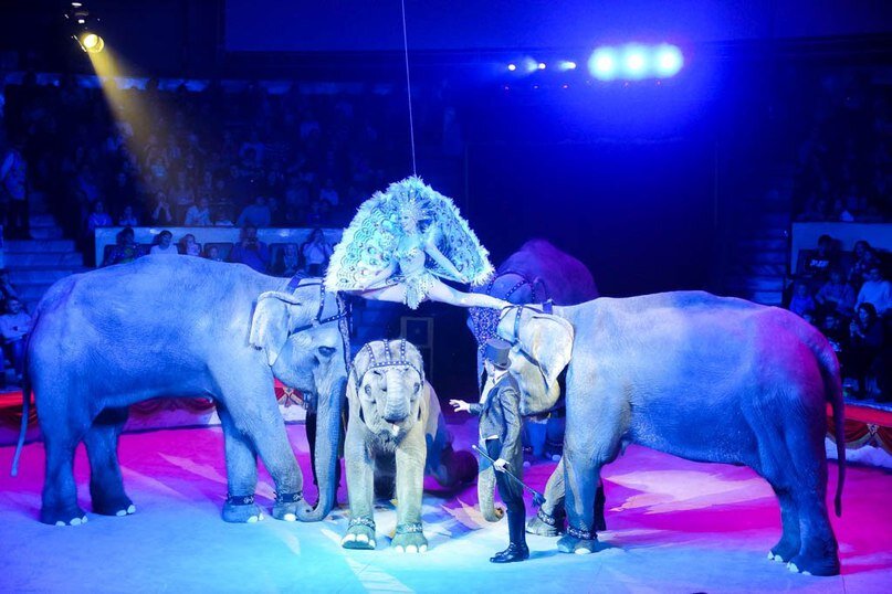 Цирк брянск шоу. Шоу слонов цирк в Самаре. Слоны в цирке. Цирк розовый слон. Цирк Брянск новогоднее шоу слонов.