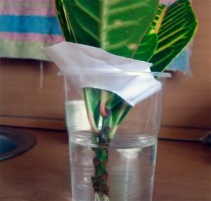 выбор места. Светолюбив, но не переносит прямых лучей солнца. Учитывайте этот момент при размещении горшка с растением: должно быть светло, но лучше не ставить на окно;