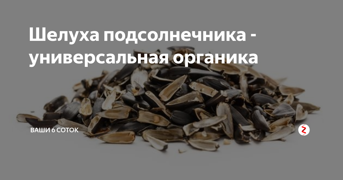 Сколько разлагаются семечки. Шелуха подсолнечника. Шелуха семечек. Шелуха от семечек. Сколько разлагается кожура от семечек.
