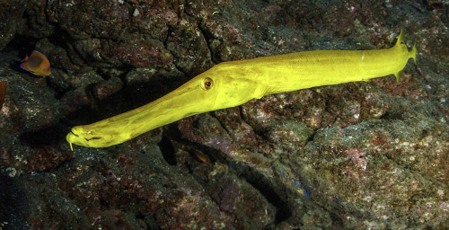 рыба-флейта