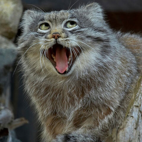 источник фото http://viralscape.com/pallas-cat/
