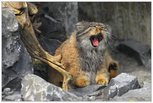 источник фото  http://viralscape.com/pallas-cat