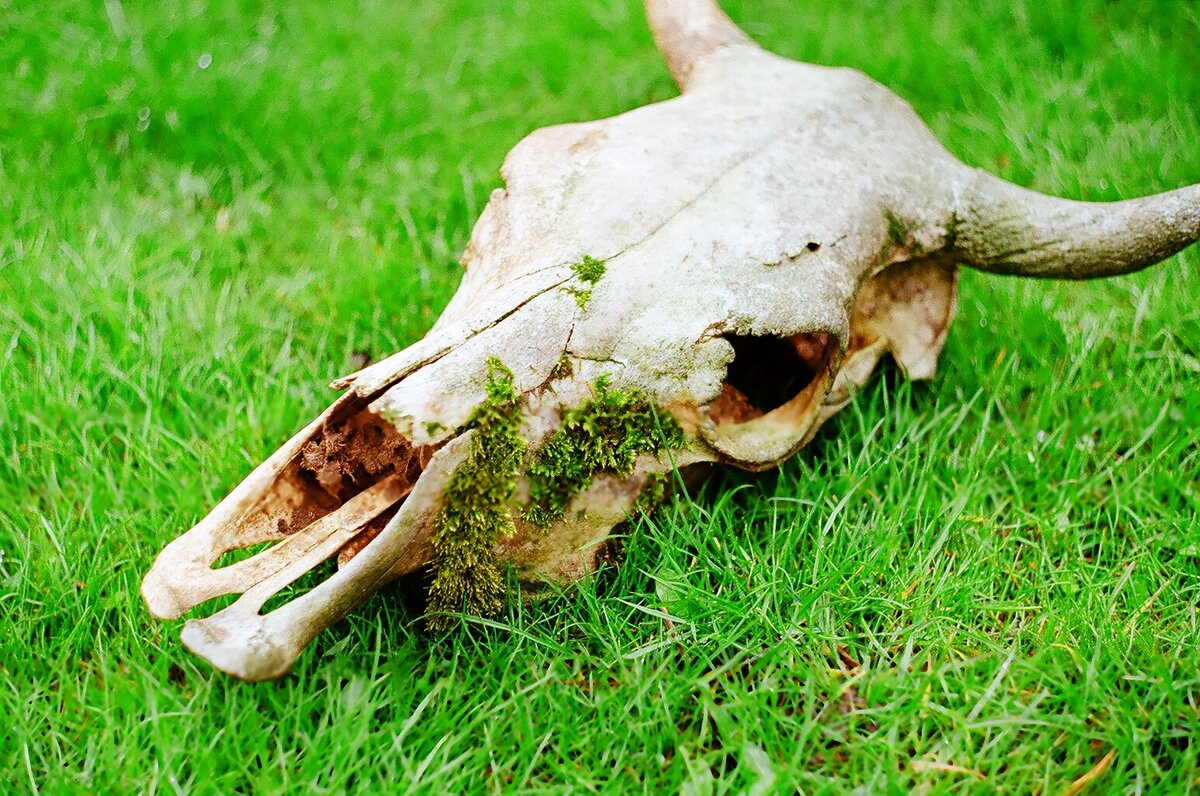 Это уже другой череп, не тот, что фигурировал на одной из фотографий раньше. Мхом он порос после того, как был оставлен в саду на несколько дней, а позже через него пророс еще и вьюн.