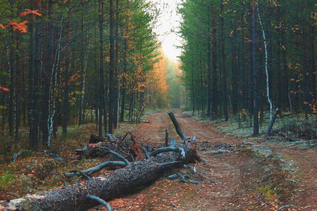 Кетская тайга