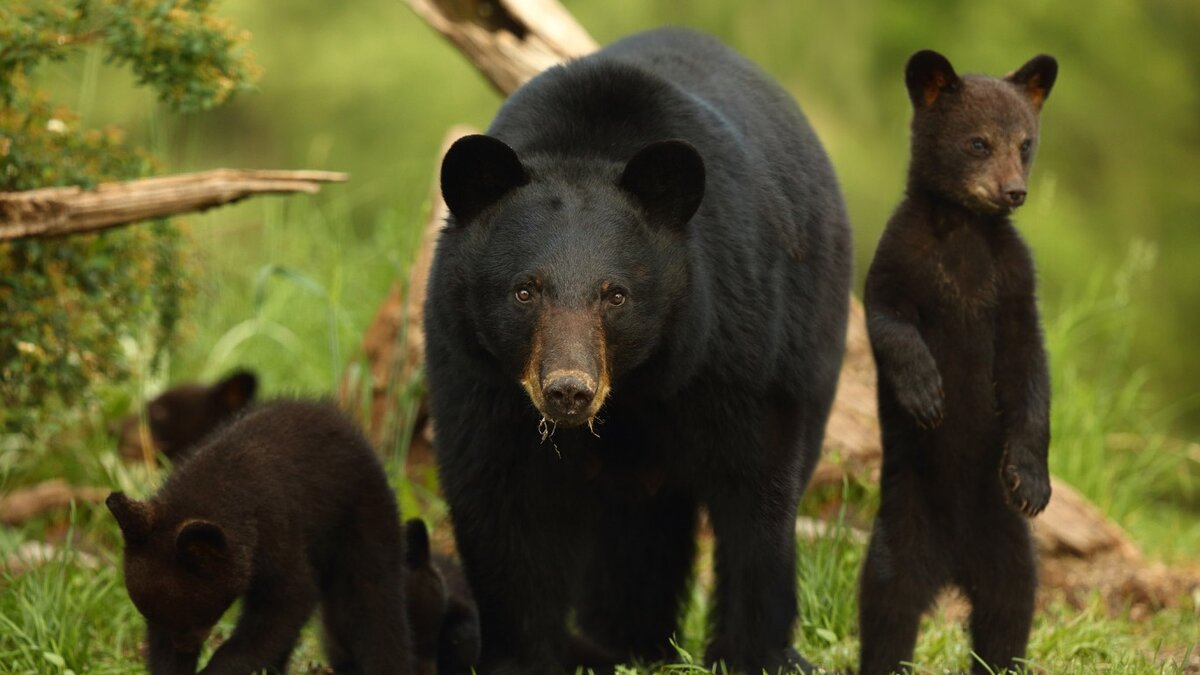 Та еще семейка