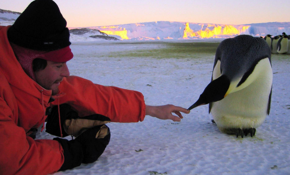 Поднимать пингвинов в антарктиде вакансии. Переворачиватель пингвинов. Переворачиватели пингвинов профессия. Поднимальщик пингвинов профессия. Поднимателььпингвиеов.