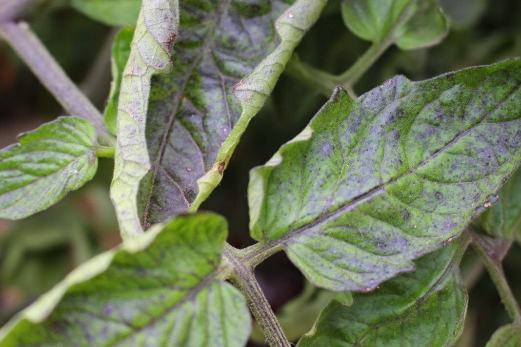 Фиолетовый цветок ruellia tuberosa красивый цветущий цветок зеленый лист фон