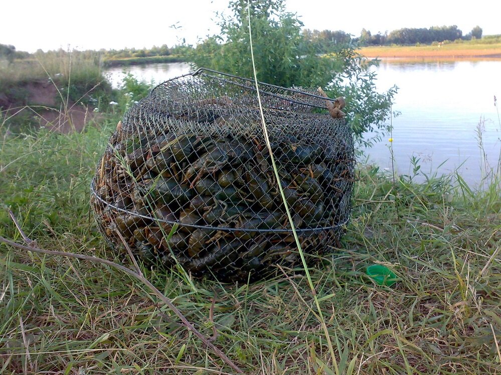Как сделать самодельную раколовку Что чаще всего кладут в Раколовку для привлечения Раков? Крупная Рыбалка Дзен