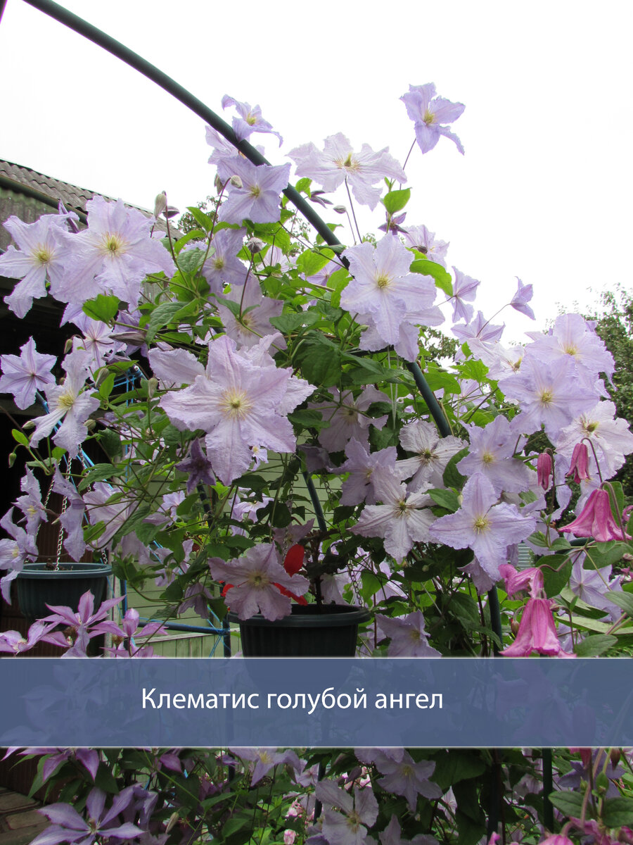 Клематис lasurstern. Клематис гибридный "h. Блюбелл клематис. Клематис беата. Клематис blue river "блю ривер".