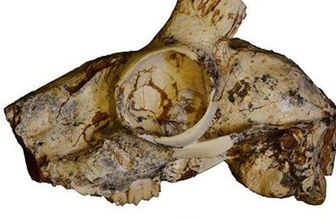 Фото взято из интернета с сайта: https://www.albawaba.com/editorchoice/75-million-years-old-fossils-discovered-turkeys-anatolia-1188844