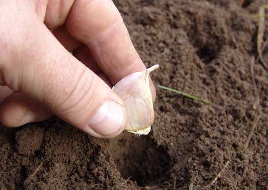 Как правильно посадить зимний чеснок и лук осенью