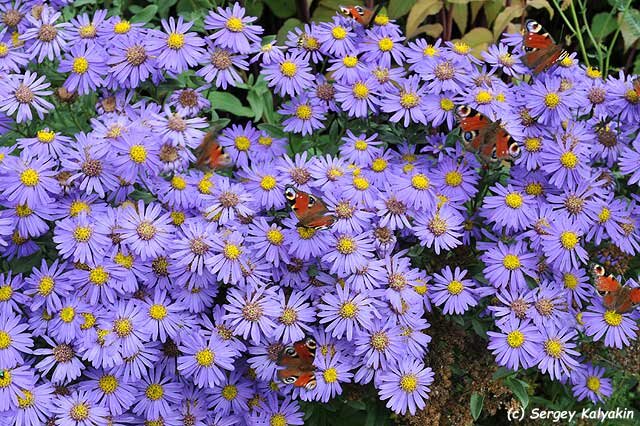 Астра итальянская Forncett Flourish