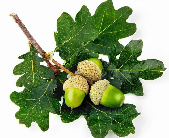 На фото: Дуб черешчатый его желуди висят на длинных черешках. Листья имеют четкие полоски.