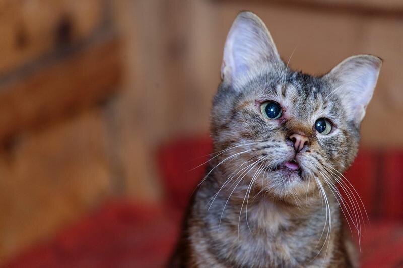 Легкое косоглазие придает её внешности трогательность. А еще эта кошка – сама ласковость: она всегда первая бежит к людям. Подставляет свою миниатюрную головку для ласк, почесонов. Значит, она не утратила веру в Человека, не смотря на все свои злоключения. И веру в том, что он обязательно ей поможет…   
 https://vk.com/album-129307991_256282306
 