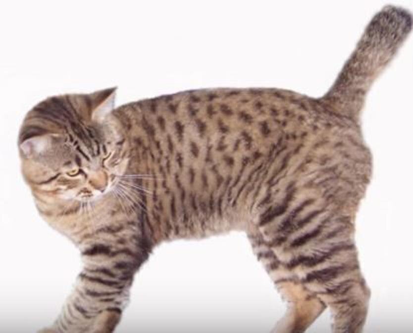 Американский бобтейл