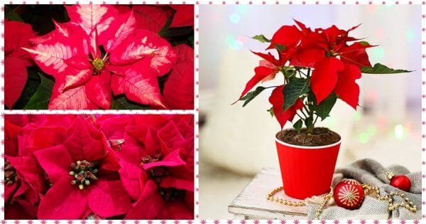 Пуансеттия цветок: можно ли держать дома, приметы и суеверия о Рождественской звезде