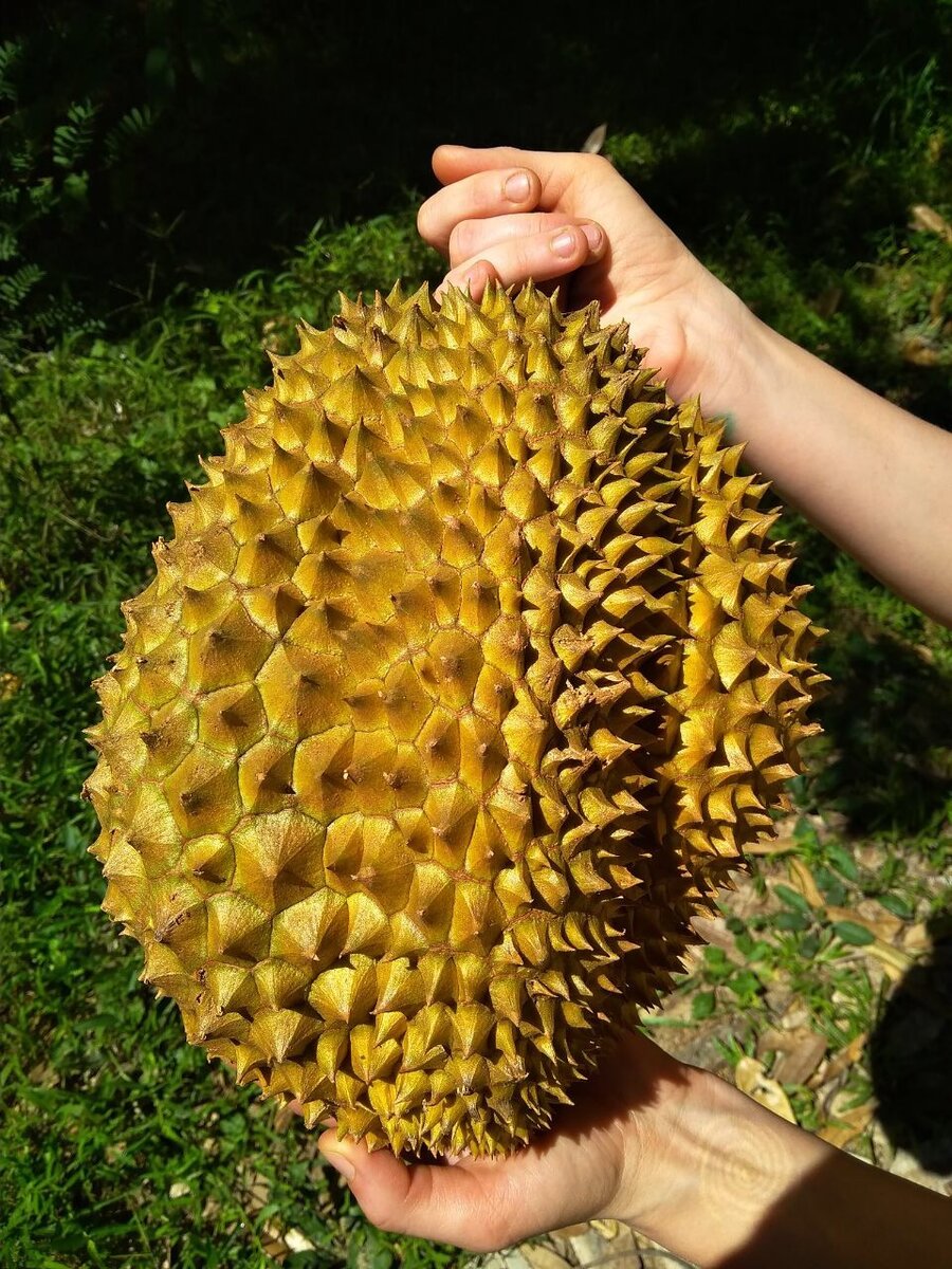 Вот такой он, Дуриан Дурианович.  Название - от малайзийского  duri (шип) с суффиксом -ан, Here it is, Mr. Durian. The name - from Malay duri (horn) with -an suffix)
